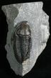 D Pseudodechenella Trilobite - Centerfield Limestone #5747-5